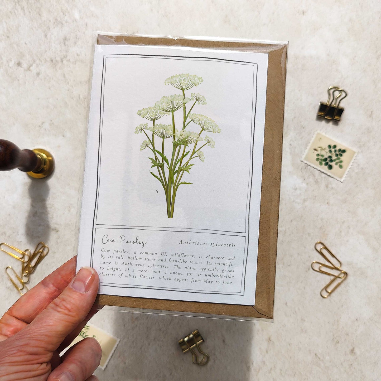 Cow Parsley Botanical Folded Note Card & Envelope