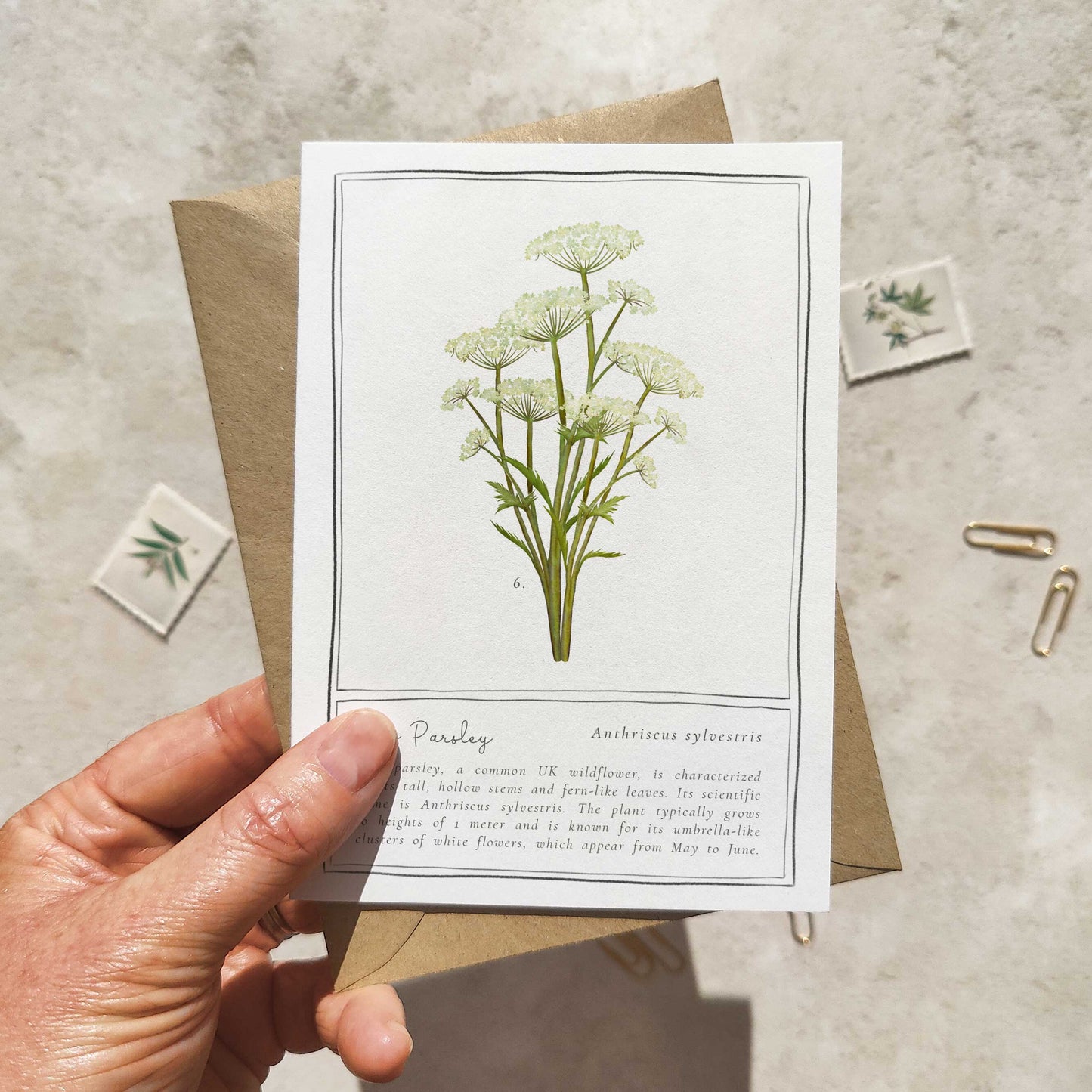 Cow Parsley Botanical Folded Note Card & Envelope