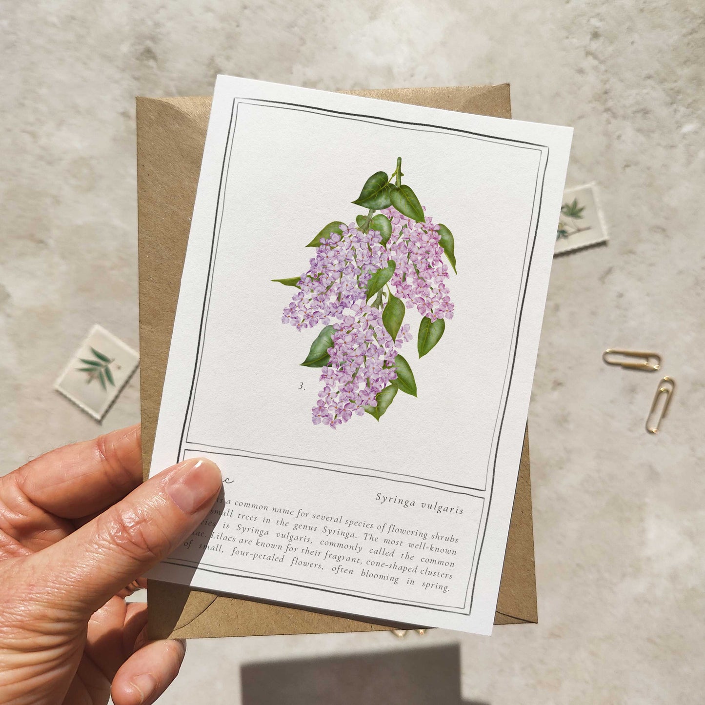 Set of 6 Wildflower Purple and Blue Note Cards & Envelopes