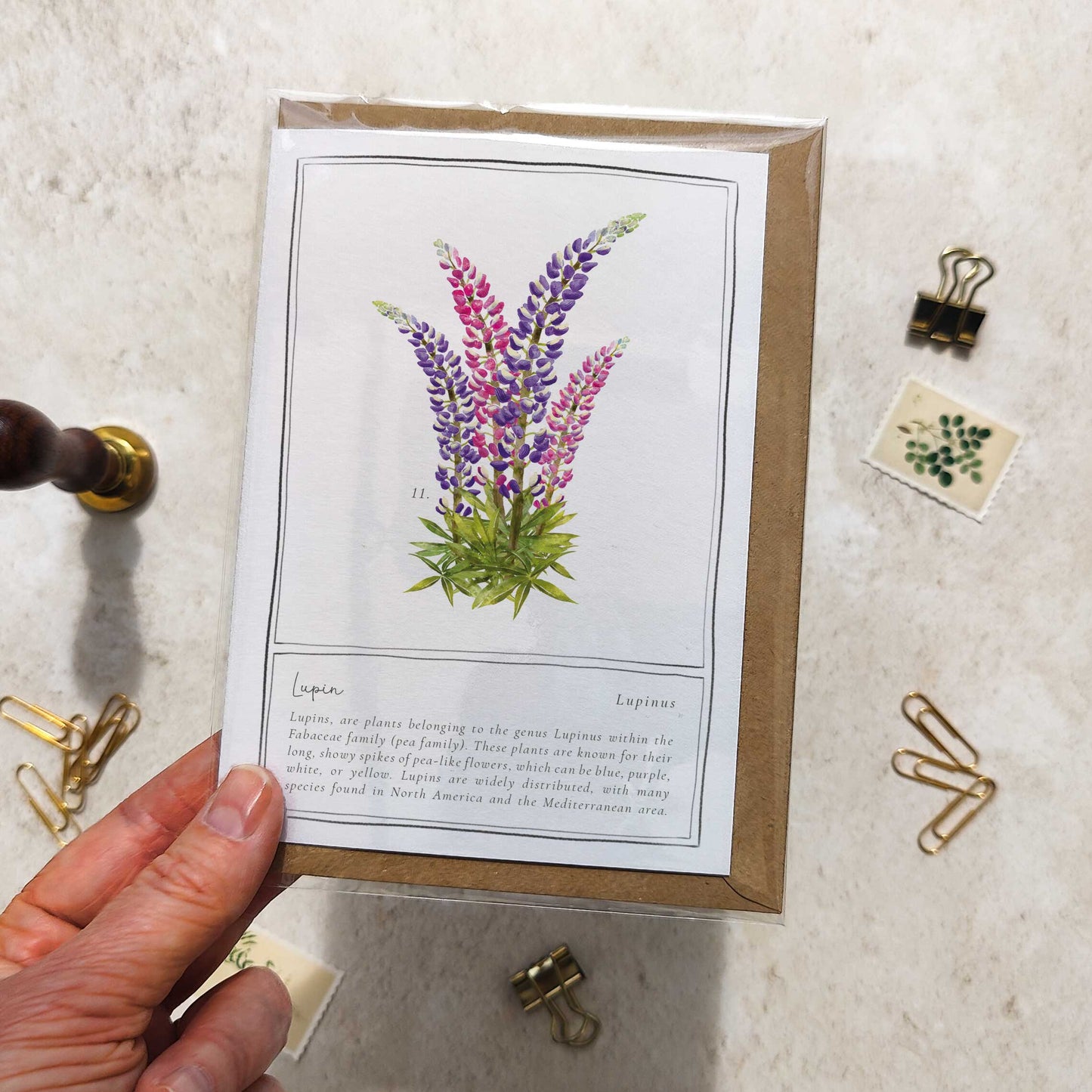 Lupin Botanical Folded Note Card & Envelope